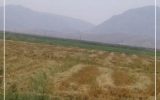 برداشت تابستانه برنج در شهرستان رستم برداشت تابستانه برنج در شهرستان رستم