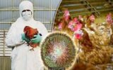 بحران جدیدی به نام آنفلوآنزای فوق حادپرندگان بحران جدیدی به نام آنفلوآنزای فوق حادپرندگان