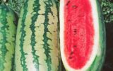 پیش بسوی ورشکستگی آبی پیش بسوی ورشکستگی آبی