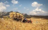*کمبود گندم، جنگ اوکراین و استراتژی هوشمندانه دولت سیزدهم* تدبیر عاقلانه چیست؟ *کمبود گندم، جنگ اوکراین و استراتژی هوشمندانه دولت سیزدهم* تدبیر عاقلانه چیست؟