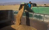 ممسنی هفتمین تولید کننده گندم فارس در سال ۱۴۰۰