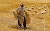 قمار دولت بر روی گندم