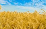 احتمال افزایش قیمت خرید تضمینی گندم! احتمال افزایش قیمت خرید تضمینی گندم!