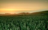 بیماری زنگ (سرخی) گندم مزارع سردسیری ممسنی را بلعید