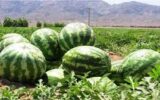 مالیات هندوانه هم در راه است.