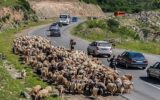 کوچ زودهنگام عشایر؛ بلای طبیعت نورسته زاگرس کوچ زودهنگام عشایر؛ بلای طبیعت نورسته زاگرس